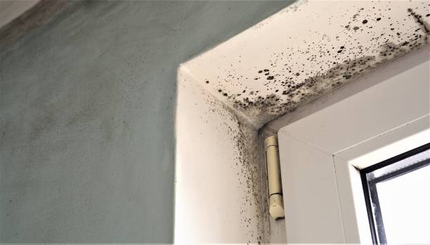 Best Asbestos and Lead Testing During Mold Inspection  in Pine Castle, FL