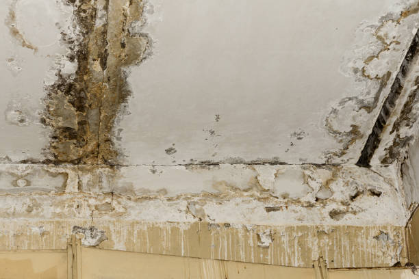 Best Mold-Related Health Consultation  in Pine Castle, FL