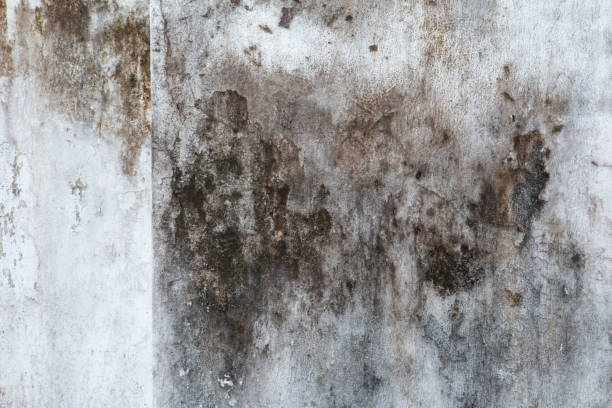 Best Air Quality Testing for Mold Spores  in Pine Castle, FL