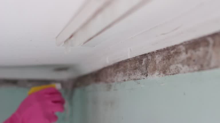 Best Forensic Mold Investigation  in Pine Castle, FL